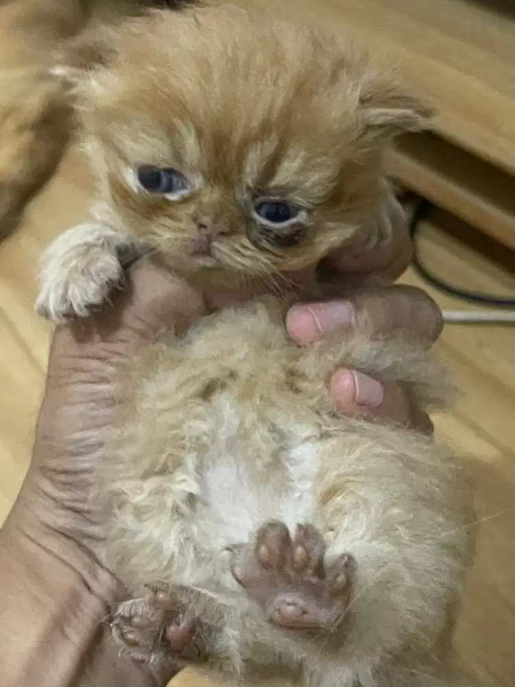Dijualan Kucing Anakan Persia