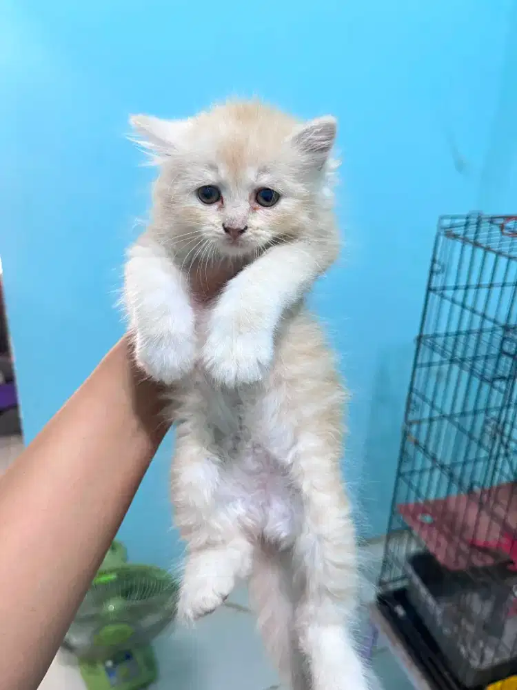 kucing kitten anakan anggora british munchkin ragdoll himalaya