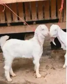 sepasang anakan kambing etawa senduro 4 bln siap ternak piara hobby2an