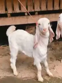 sepasang anakan kambing etawa senduro 4 bln siap ternak piara hobby2an