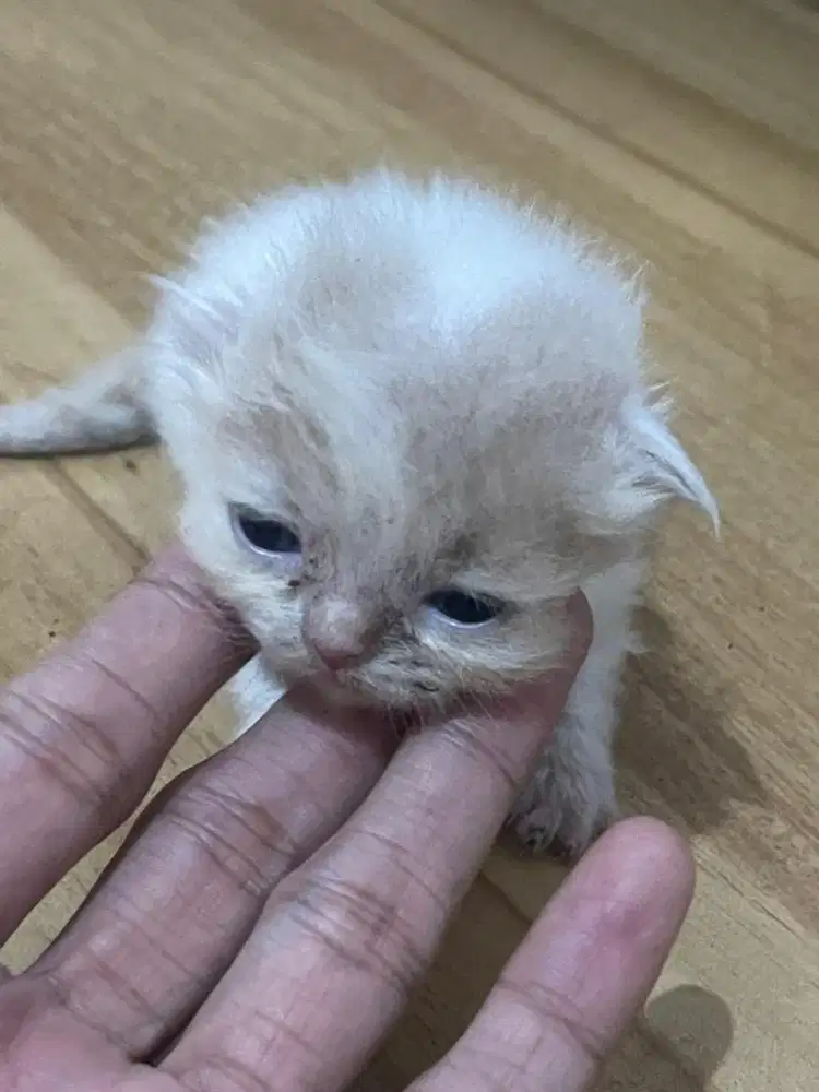 Dijual Anakan Kucing Persia