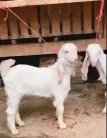 sepasang anakan cempe kambing etawa 4 bln siap budidaya ternak hoby2an
