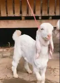 sepasang anakan cempe kambing etawa 4 bln siap budidaya ternak hoby2an