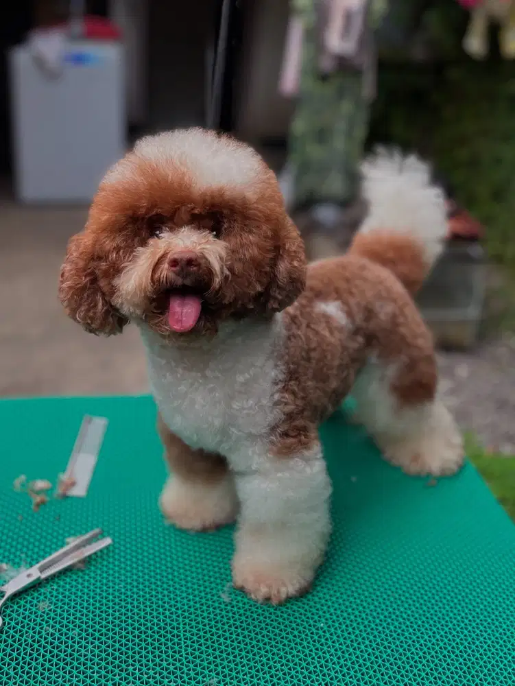 Open Booking Toy Poodle Parti Color (Rare)