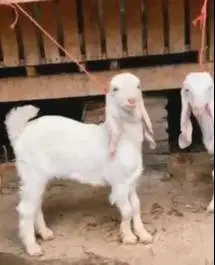 sepasang anakan kambing etawa senduro 4 bulanan siap ternak jamin puas