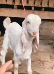 sepasang anakan kambing etawa senduro 4 bulanan siap ternak jamin puas
