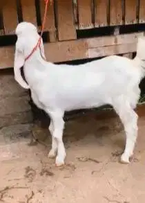 sepasang anakan kambing etawa senduro 4 bulanan siap ternak jamin puas