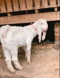 sepasang anakan kambing etawa senduro 4 bulanan siap ternak jamin puas