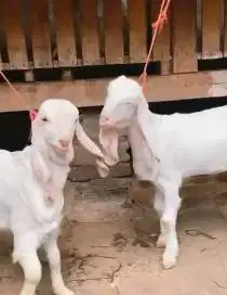 sepasang anakan kambing etawa senduro 4 bulanan siap ternak jamin puas
