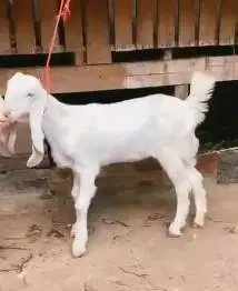 sepasang cempe anakan kambing etawa senduro 4 bulanan siap ternak puas