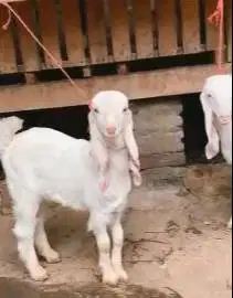 sepasang cempe anakan kambing etawa senduro 4 bulanan siap ternak puas