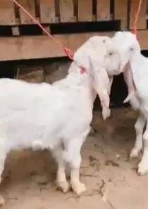 sepasang anakan bibit kambing etawa senduro 4 bulanan siap ternak puas