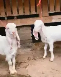 sepasang anakan bibit kambing etawa senduro 4 bulanan siap ternak puas