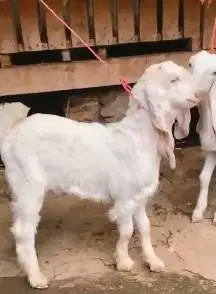 sepasang anakan kambing etawa senduro 4 bln siap ternak piara hobby2an