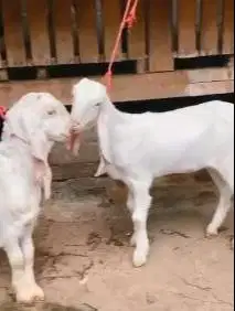 sepasang anakan kambing etawa senduro 4 bln siap ternak piara hobby2an