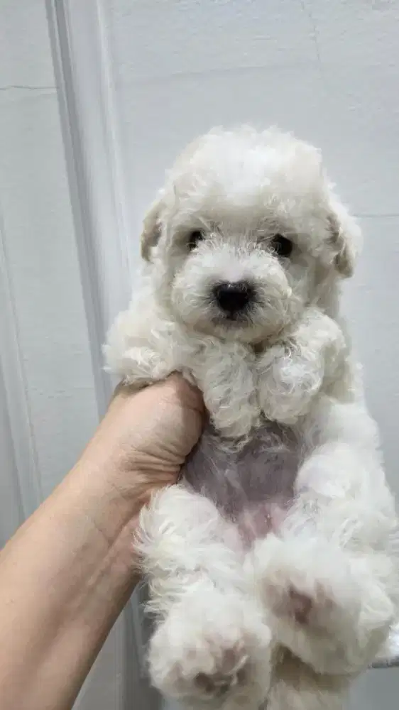 Dijual poodle puppy all female