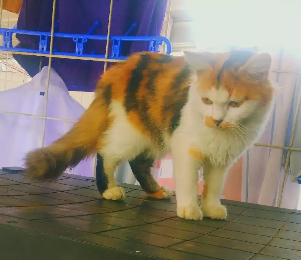 Kitten persia Calico mix yg longhair dan short karpet bersih sehat