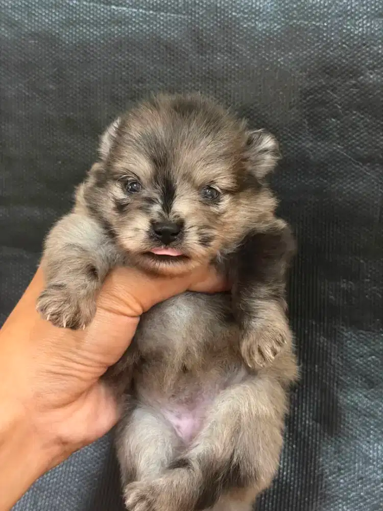 Anjing Mini Pomeranian