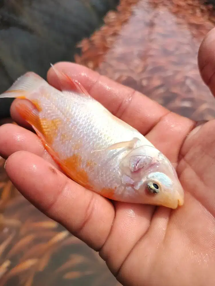 IKAN LELE,NILA,GURAME,MUJAIR KONSUMSI PREMIUM FULL ORGANIC PELET