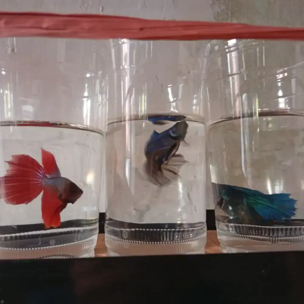 Ikan Cupang Halfmoon