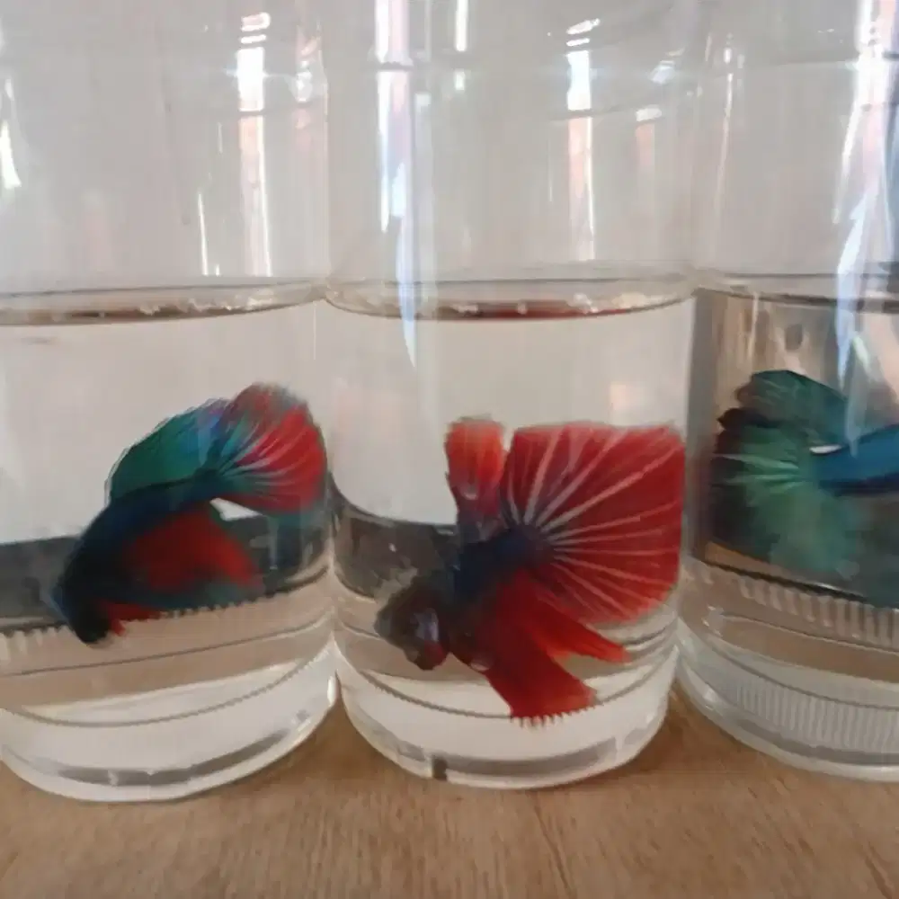 Ikan Cupang Halfmoon