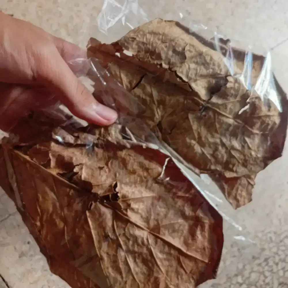 Daun Ketapang dan Pelet Ikan