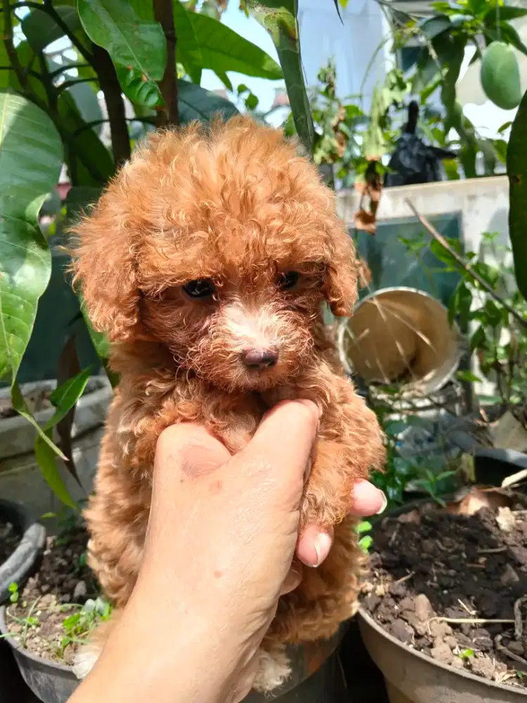 Betina Toy Poodle Puppy