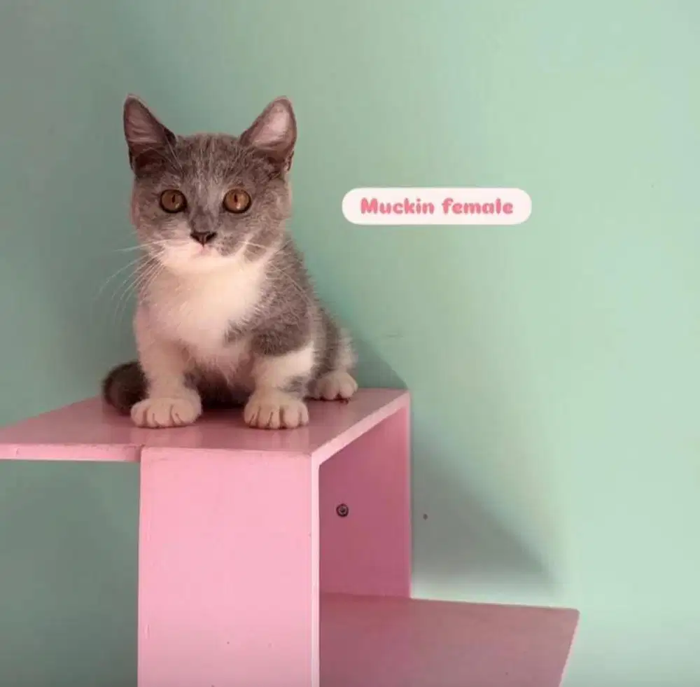 Bsh munchkin female
