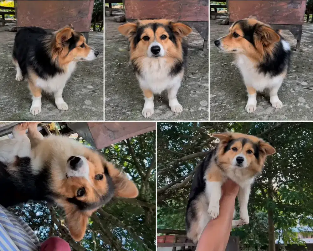 Open addopt corgi long hair