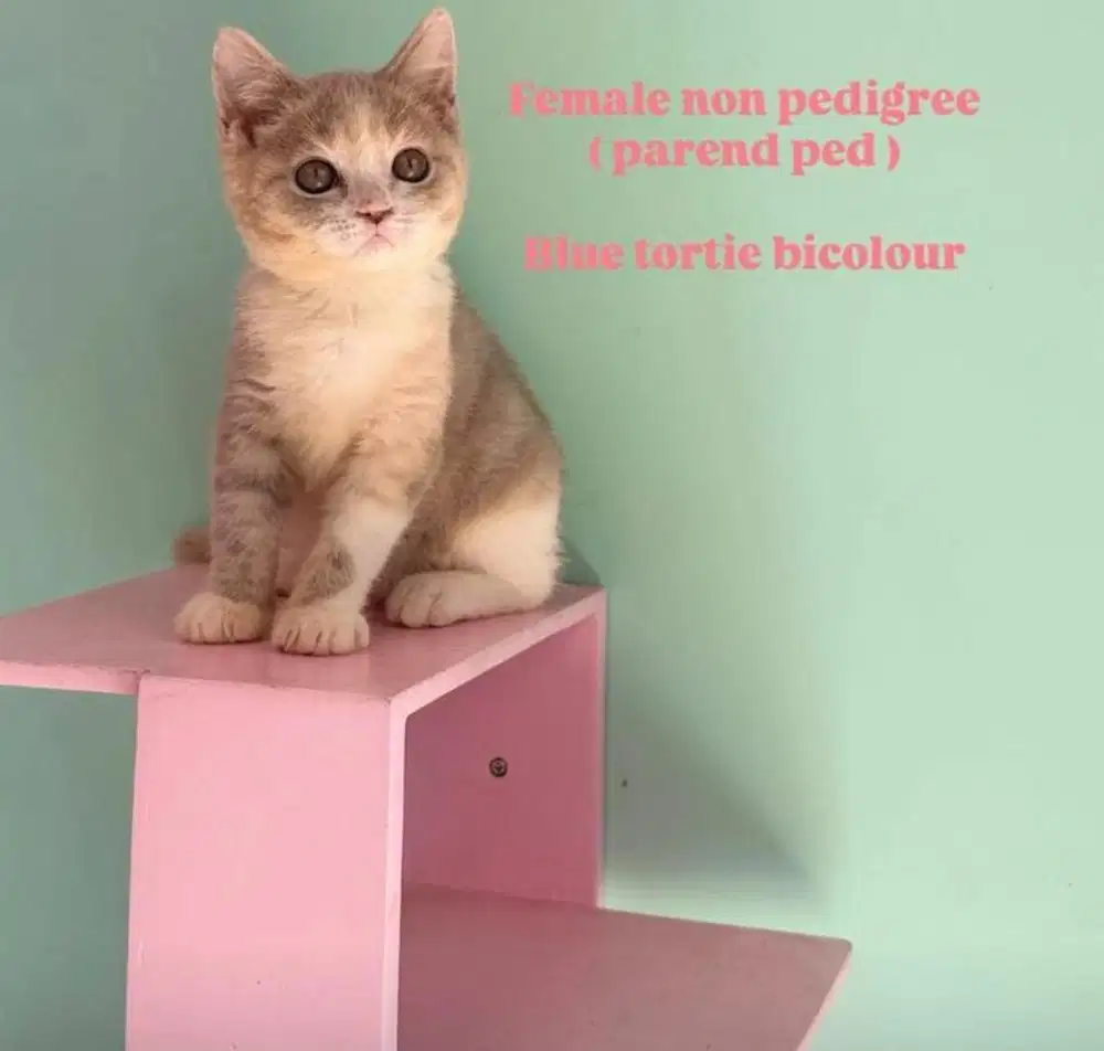 Bsh female parent ped