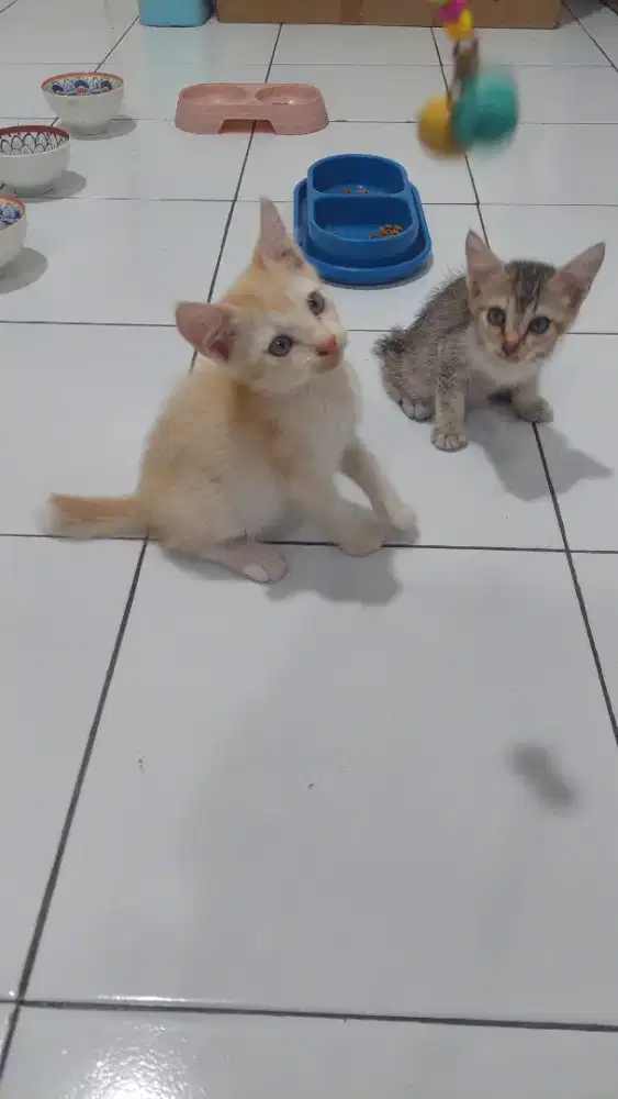 Kucing persia mixdom