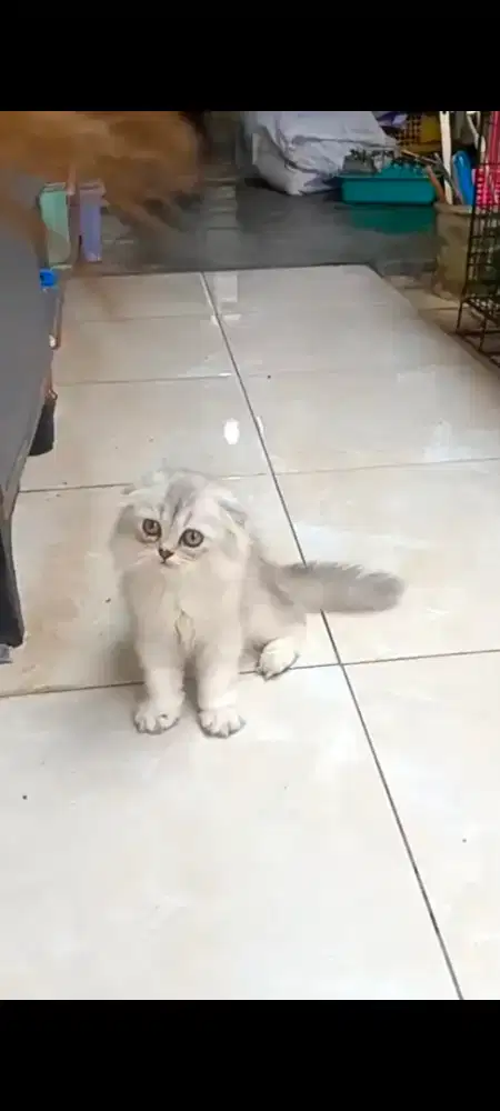 Kucing betina scottish fold silver