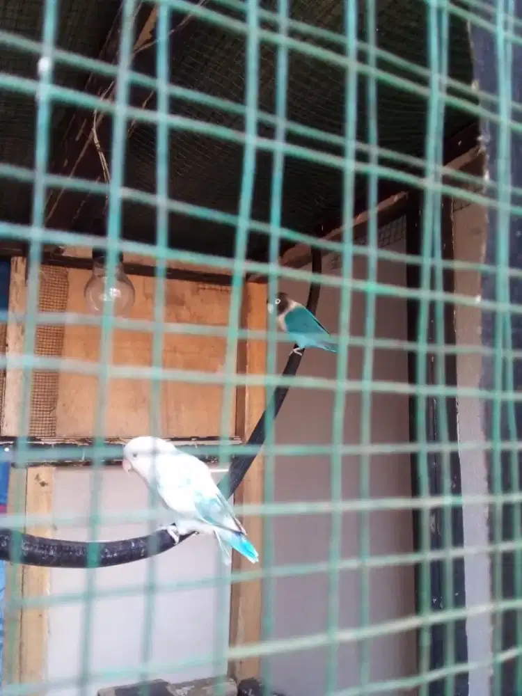 Love bird dewasa dua ekor