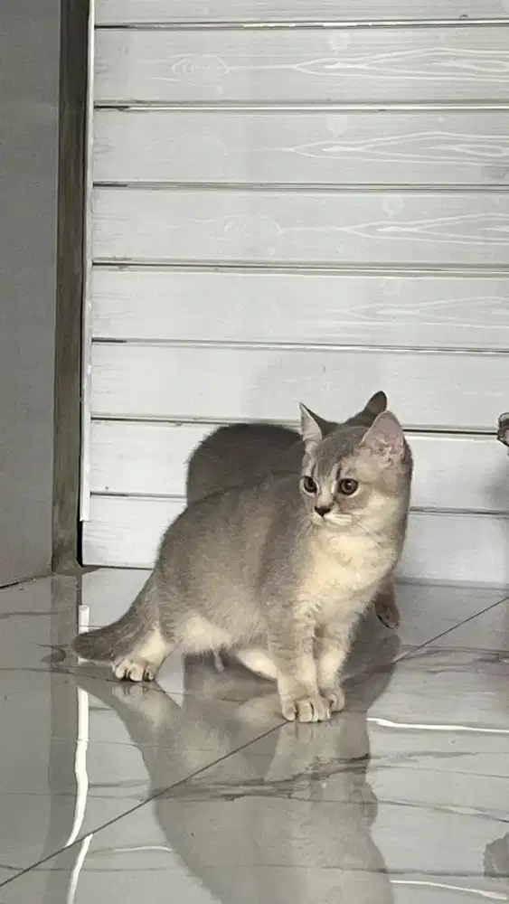 Kitten bsh jantan