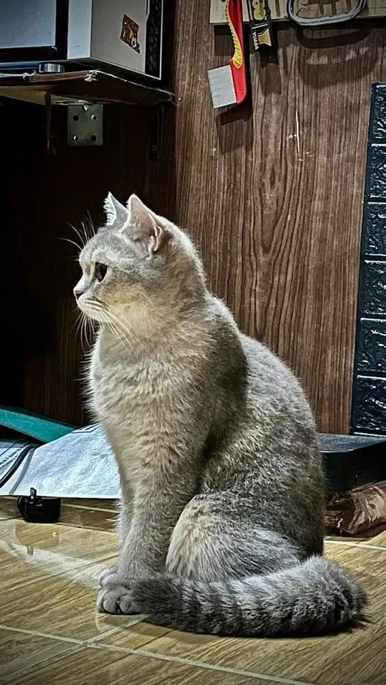 Bsh betina indukan