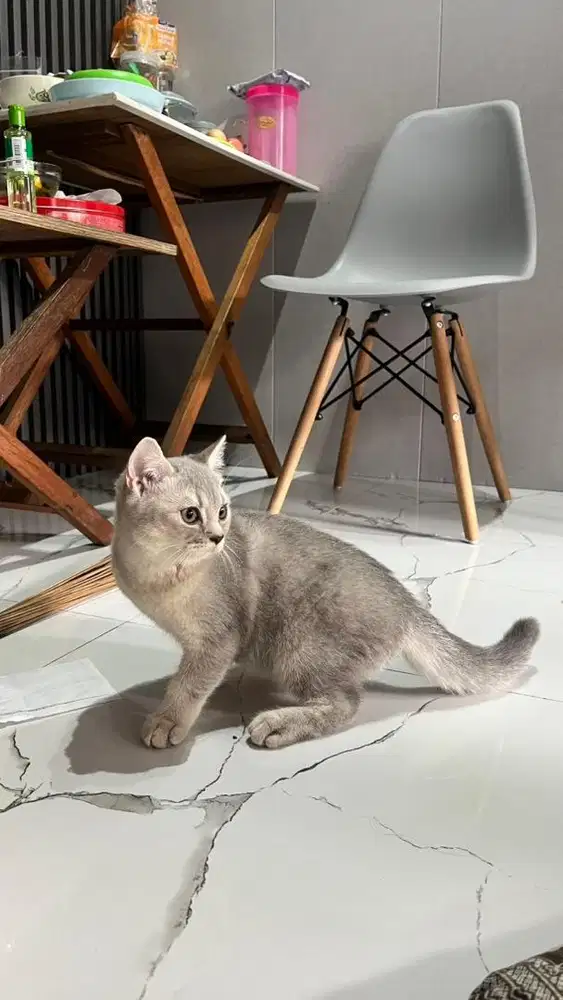 Kitten bsh betina