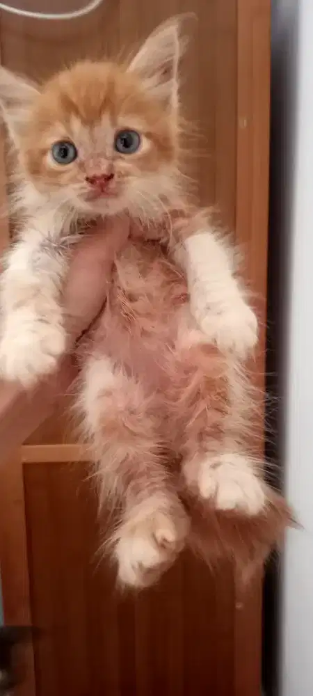 Kucing persia medium