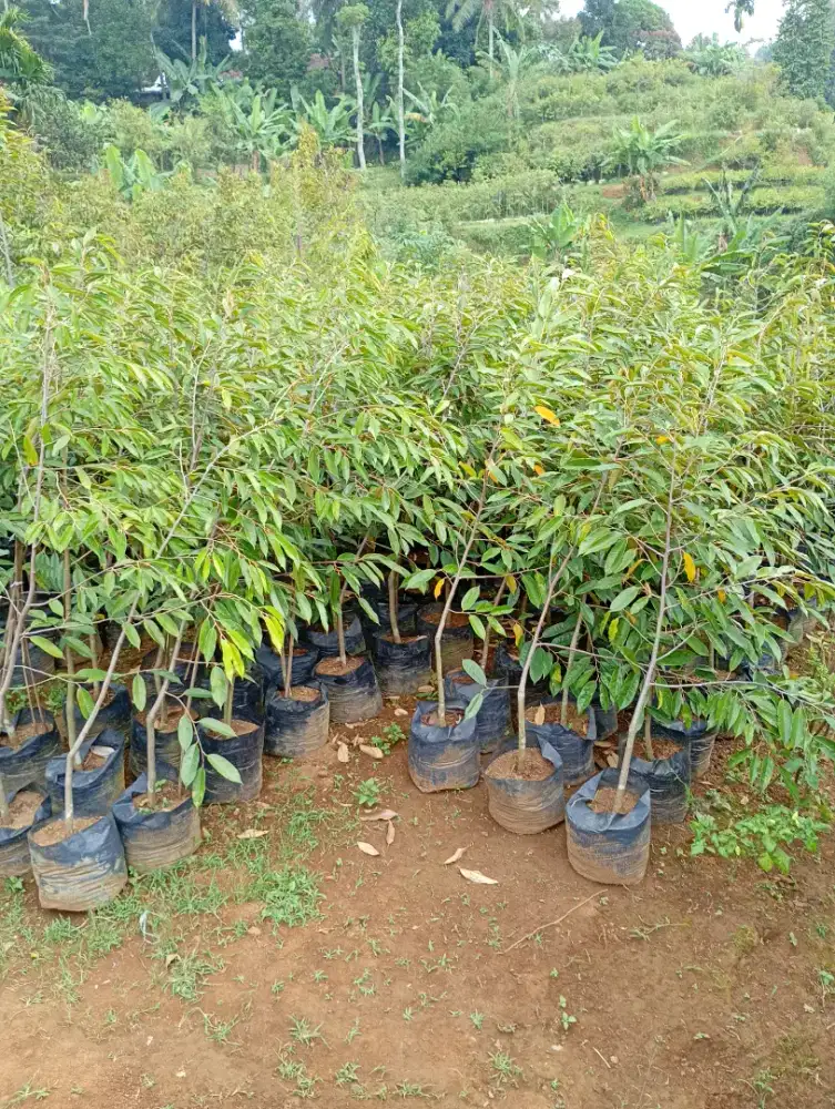 Bibit durian semua jenis.