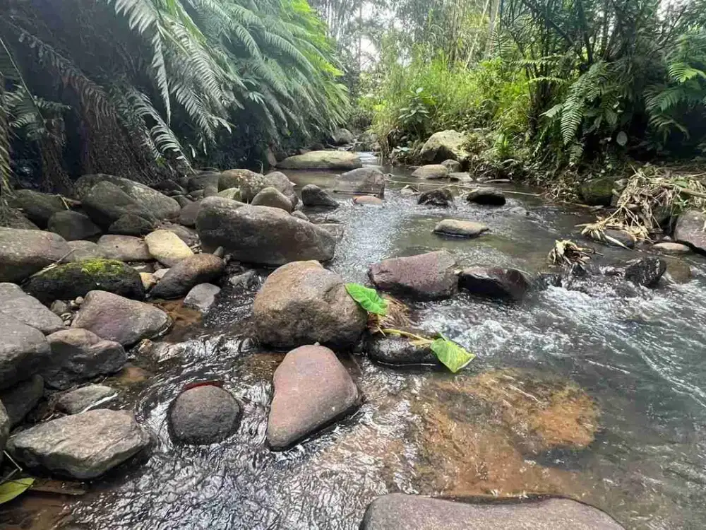 jual tanah kebun kopi Los sungai view sawah di pupuan tabanan bali.