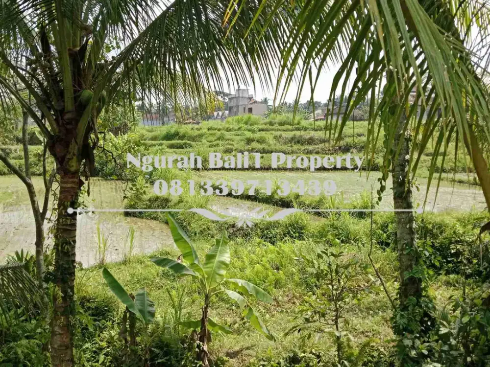 Dijual Tanah Murah Luas 6,45 Are View Sawah dan Sungai di Ubud Pejeng