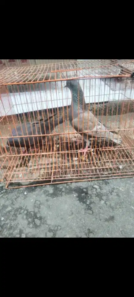 Bekas player pondok aren ceger Ciledug