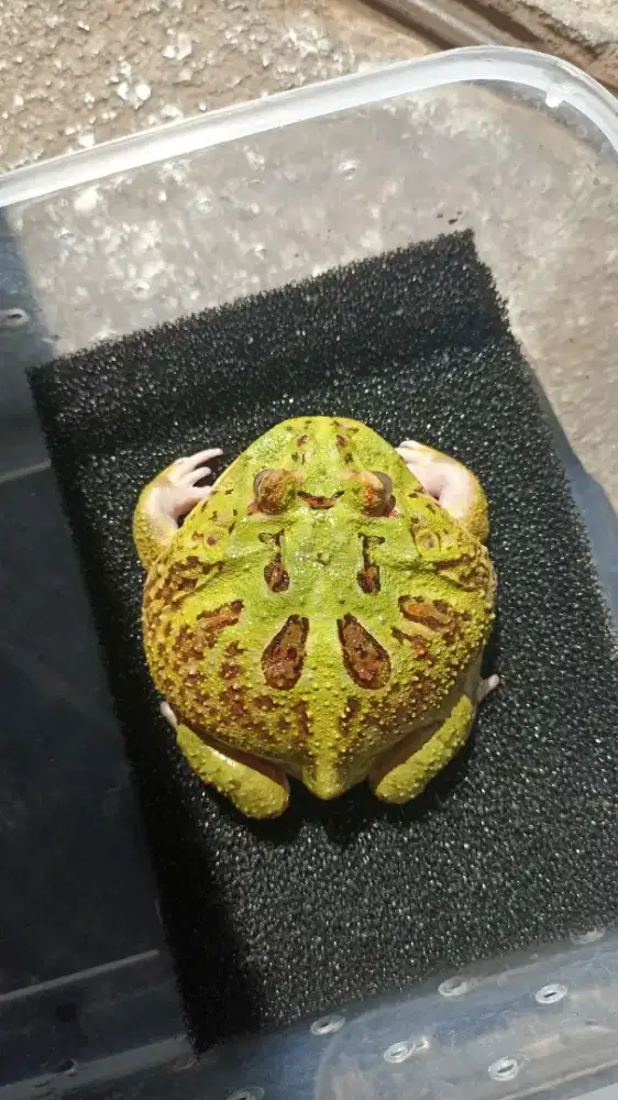Kodok Pacman Jumbo