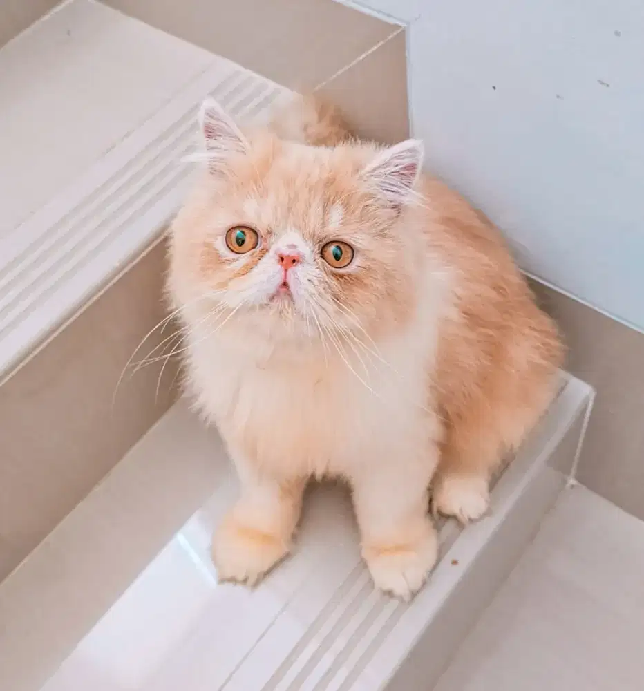 kucing persia  jantan lucuuu