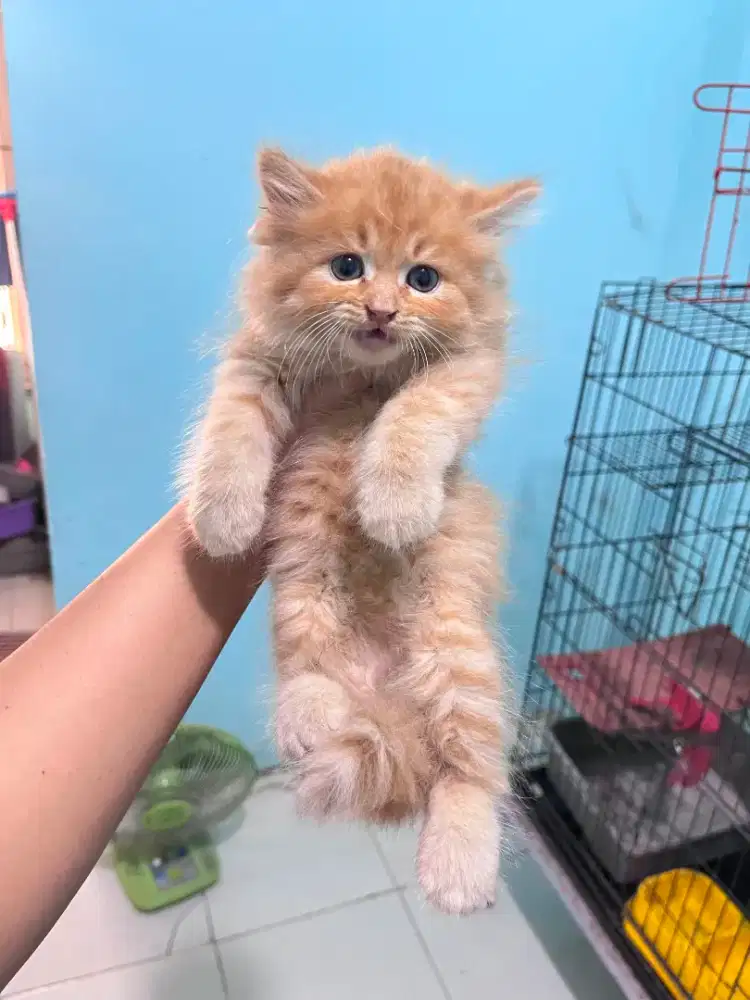 kucing kitten anakan persia anggora ragdoll himalaya mainecoon