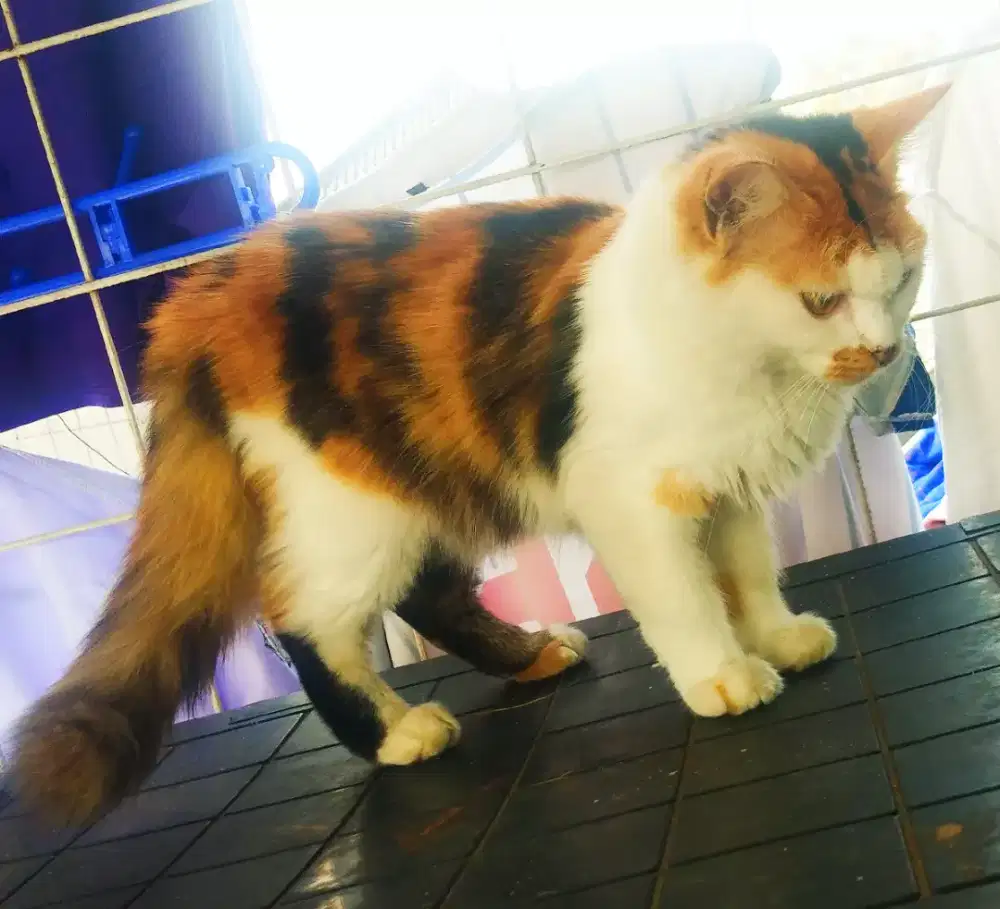Kitten persmedium longhair Calico betina sehat bersih