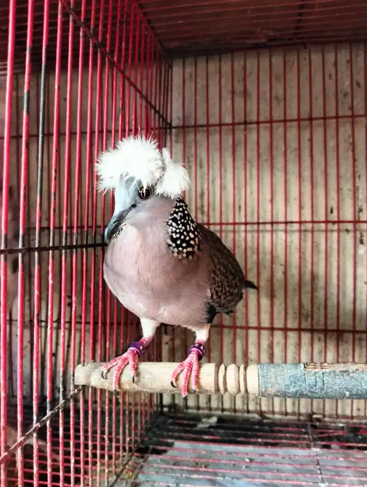 Tekukur Jambul Alam Betina - Langka