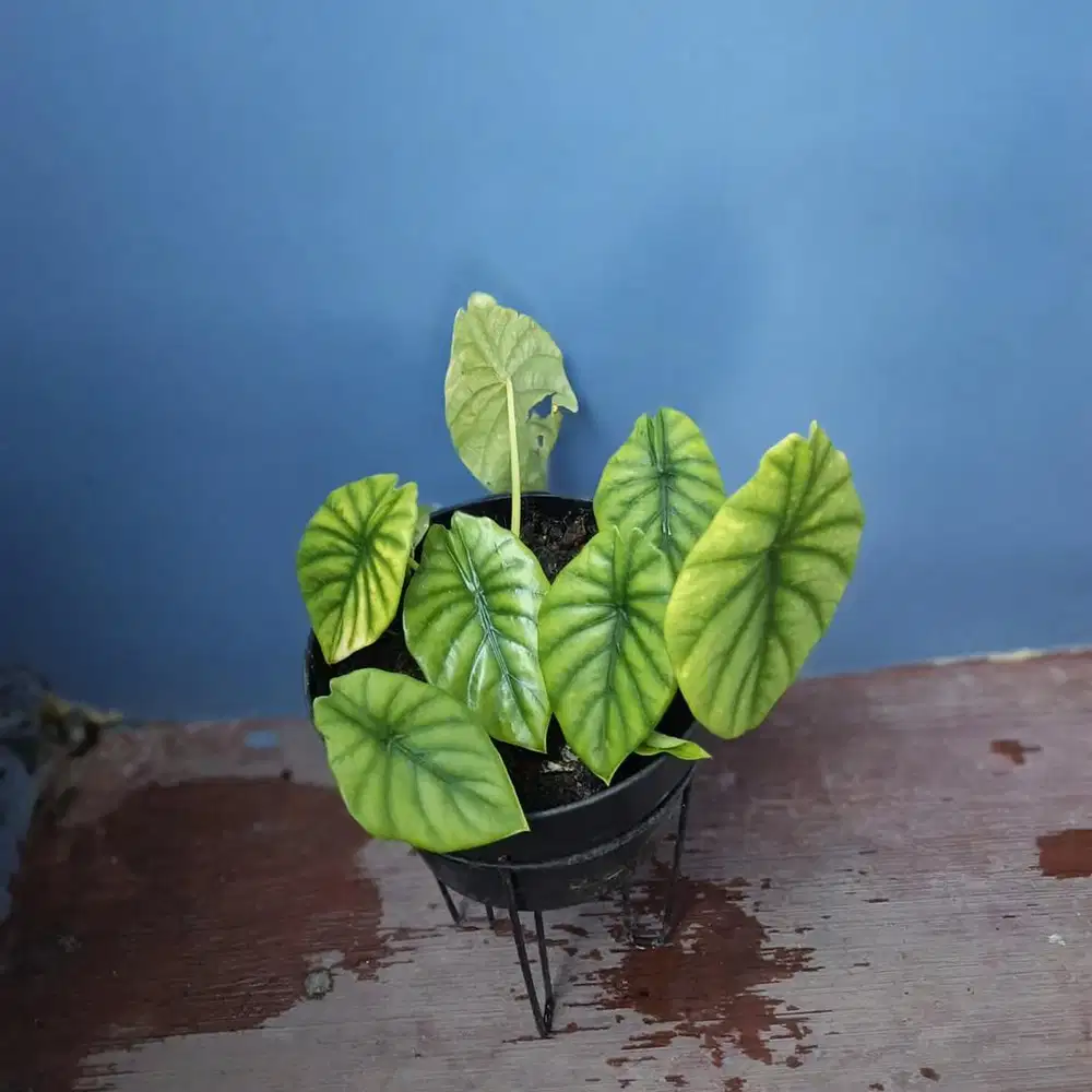 Bunga keladi cantik