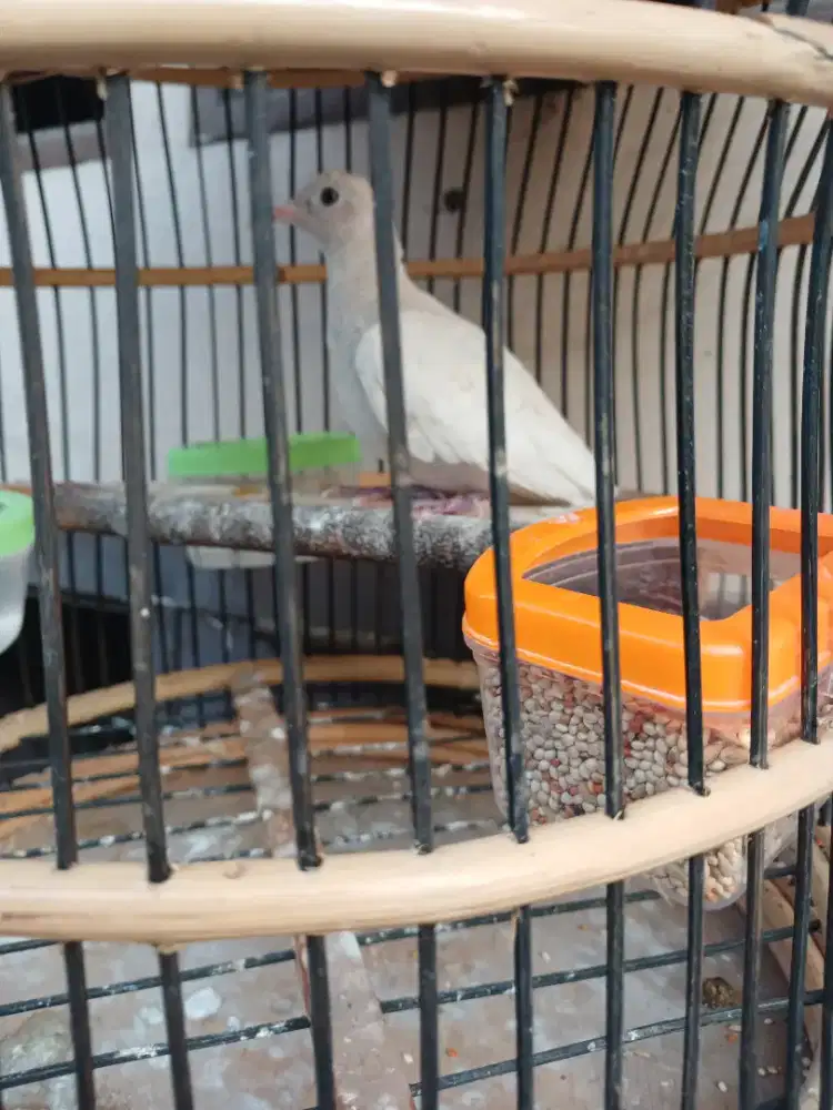Perkutut albino full putih