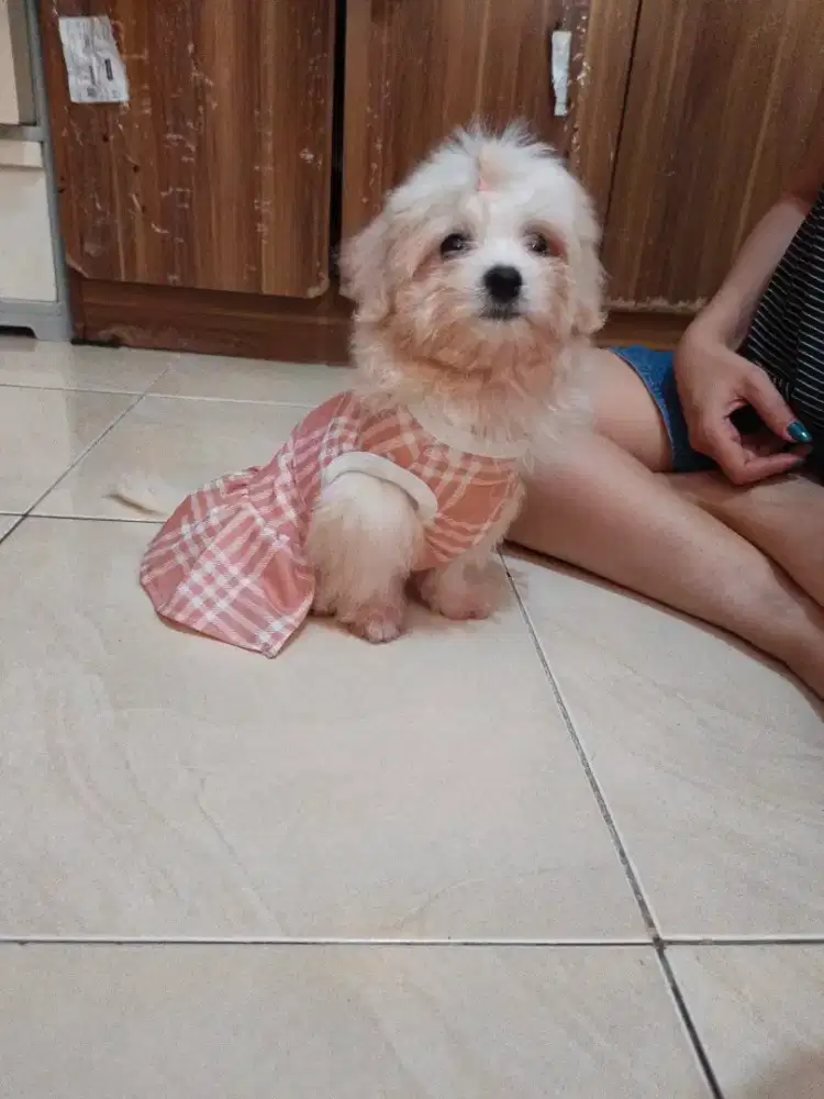 Jual Anakan Anjing Shihtzu