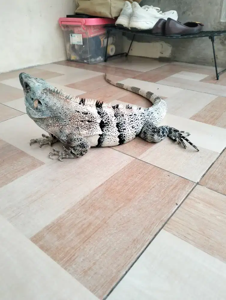 Iguana similiss